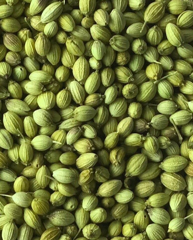 Extra Green Coriander Seeds – Laxmi Trading Company Exporter from India
