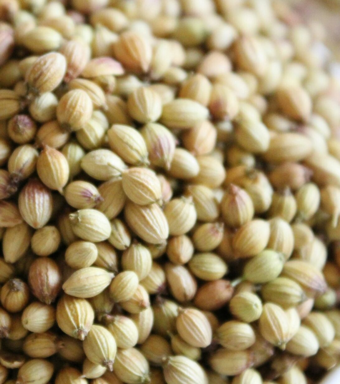 Scooter Coriander Seeds Whole – Laxmi Trading Company Exporter