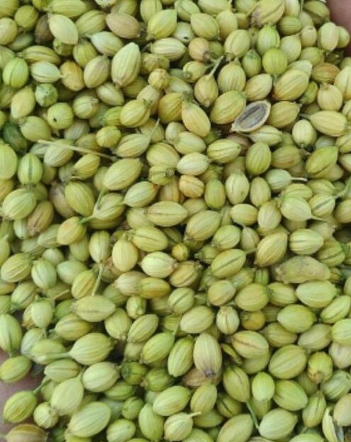 Double Parrot Coriander Seeds Exporter – Laxmi Trading Company