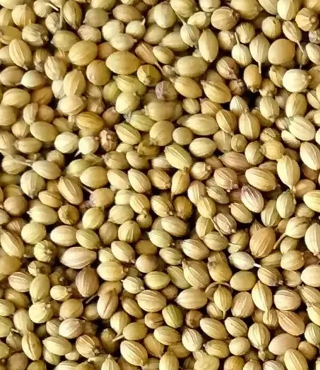 Eagle Cleaned green coriander seeds – Extra Green grade from Laxmi Trading Company
