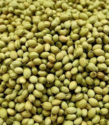 Single Parrot Coriander Seeds Exporter from India – Laxmi Trading Company